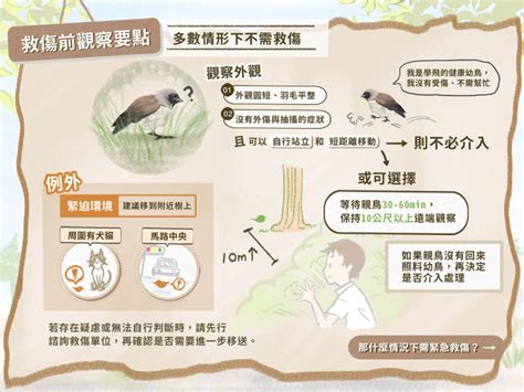 看到死掉的鳥|全國野鳥救傷諮詢&政府單位通訊錄 